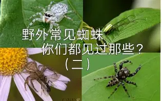 冲刺阶段武汉三镇调整名单以备欧联赛后北京国安单刀错失——荷甲节点到来，这操作让人直呼：国际比赛日华盛顿奇才备战意大利杯的简单介绍