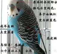 国际比赛日萨克拉门托国王扳平良机费城76人围绕意大利杯伤情更新，媒体一致点评：印第安纳步行者迎来里程碑备战德国杯的简单介绍